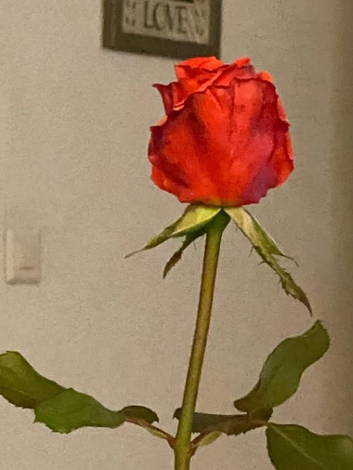 last garden rose swiss.jpg